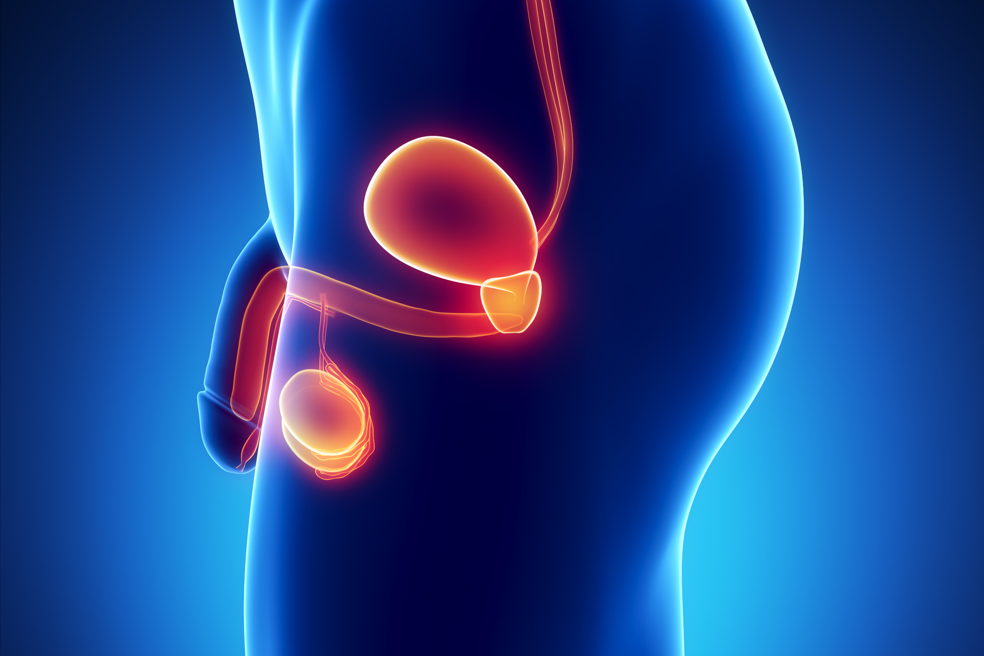 Prostate Gland : anatomy, size, weight and diseases - HIFU prostate